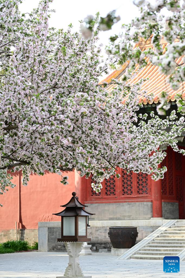 Očaravajući pogled na cvetove begonije u Zabranjenom gradu