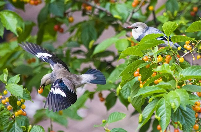 Ptice uživaju u voću