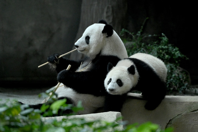 Novorođena panda u Maleziji dobila ime“Šengji”