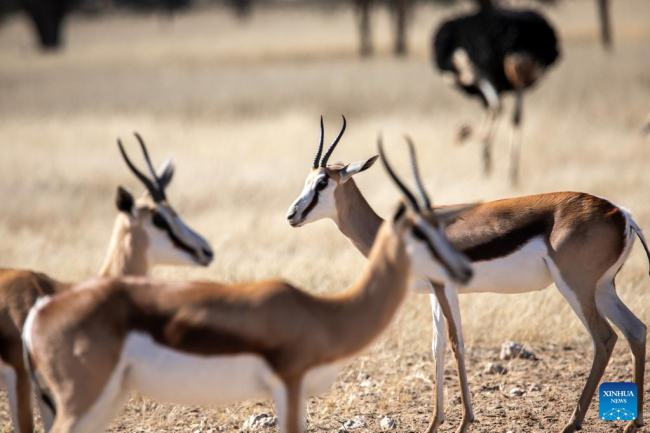 Prelepi prizor divljih životinja u prekograničnom parku Kalagadi u Južnoj Africi