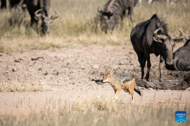Prelepi prizor divljih životinja u prekograničnom parku Kalagadi u Južnoj Africi