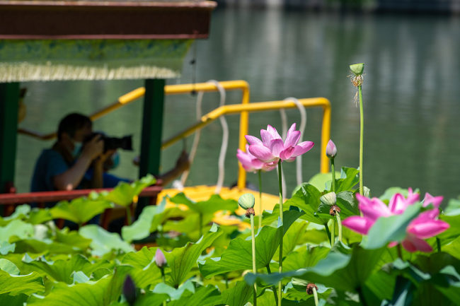 Očaravajući lotosi u parku Beihai u Pekingu