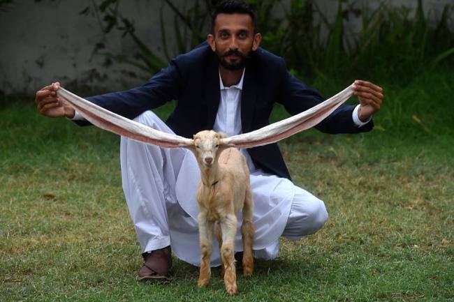 Koza sa dugim ušima postala zvezdu u Pakistanu
