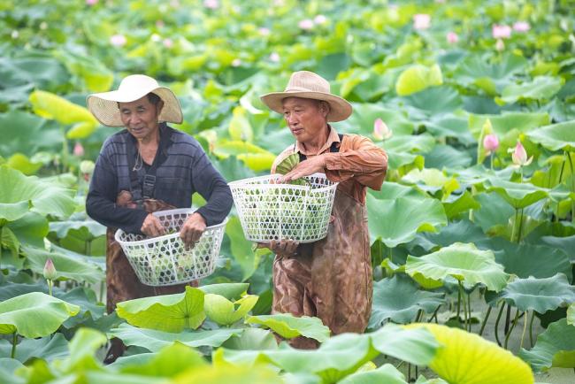 Sadnja lotosa pomaže povećanje prihoda farmera u Đijangsuu