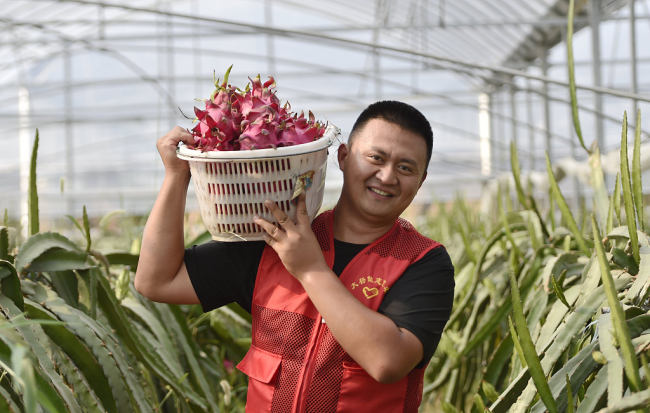 Letnja žetva i sadnja širom Kine