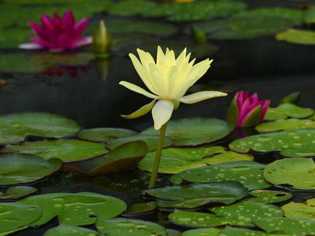 Peking: Cvet lotosa koji cveta posle kiše