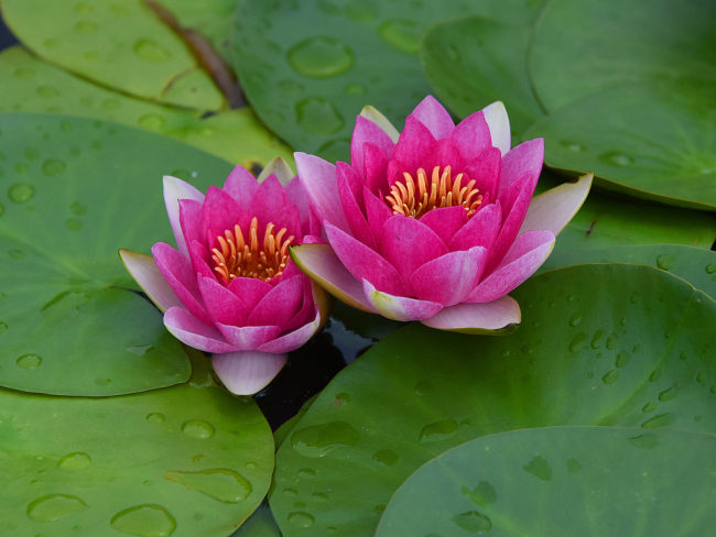 Peking: Cvet lotosa koji cveta posle kiše