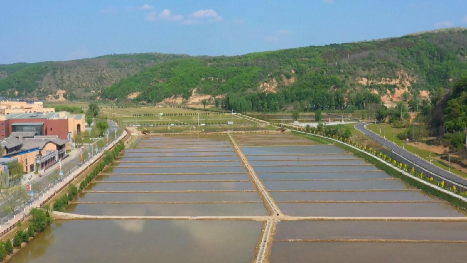 中国でアルカリ性土壌に強い稲の栽培が拡大 今年は6万7000haを予定
