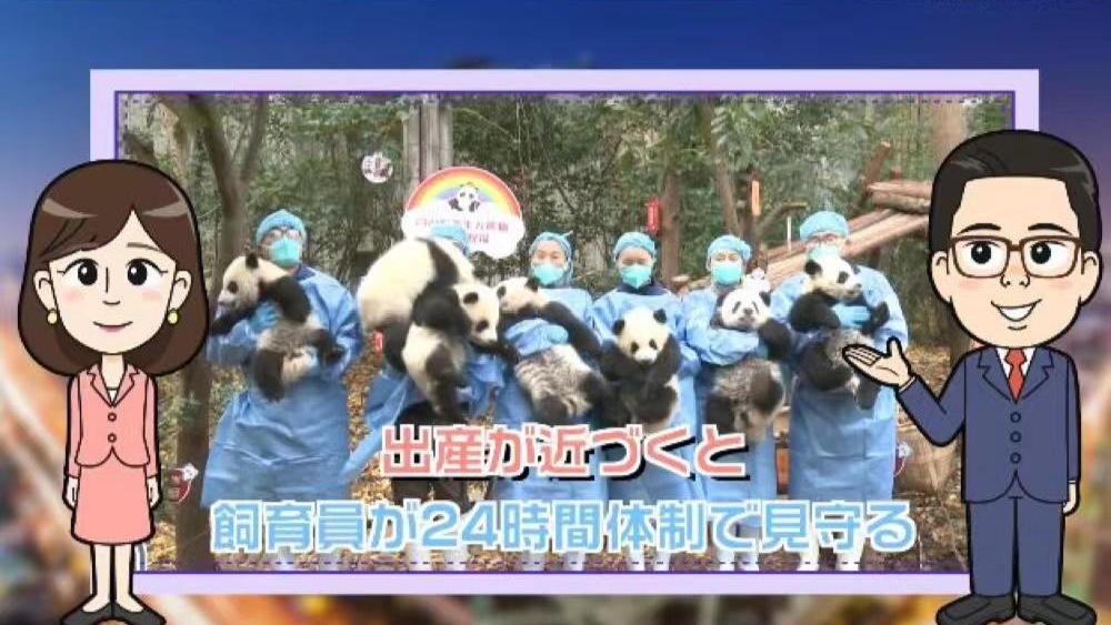 【わかった気になっチャイナ】中国パンダ保護研究センターで2022年は13頭誕生！さて、今年は…？