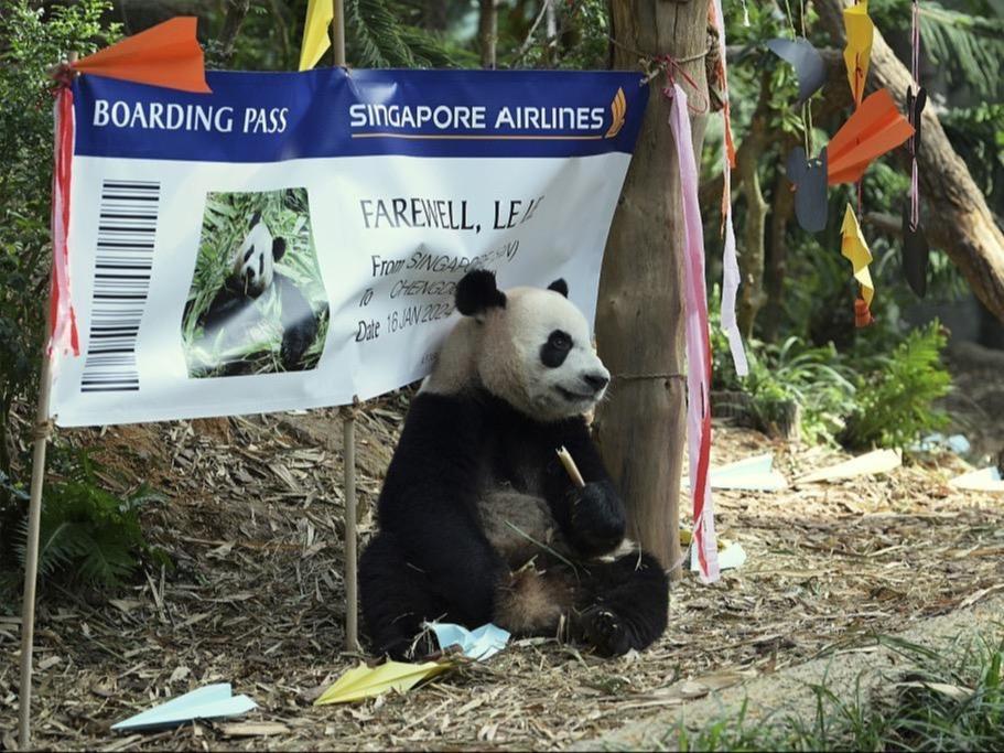 シンガポール生まれのパンダ「ラーラー」 中国に帰国へ