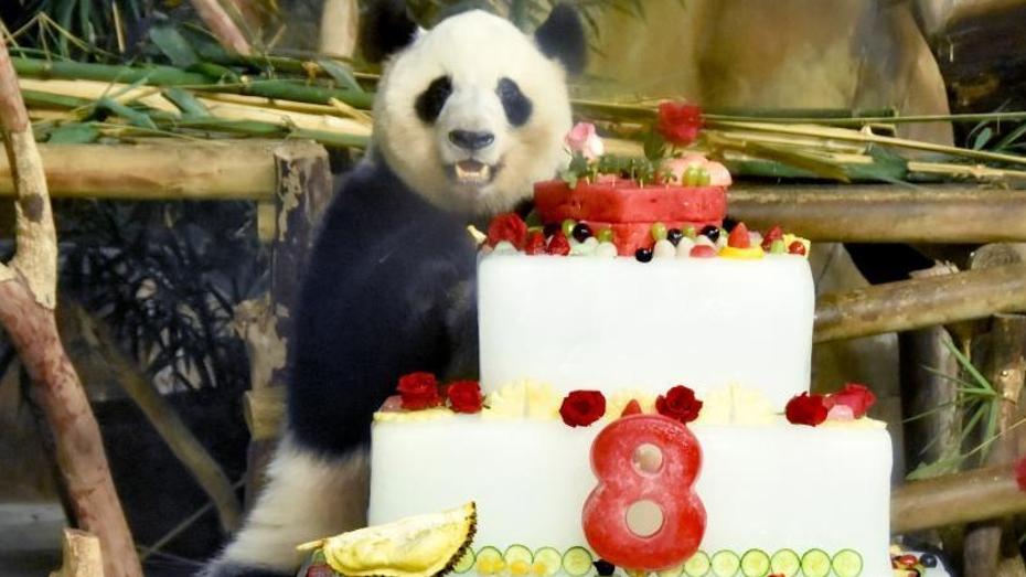 Adik-beradik Panda Gergasi Rai Hari Lahir di Nanning