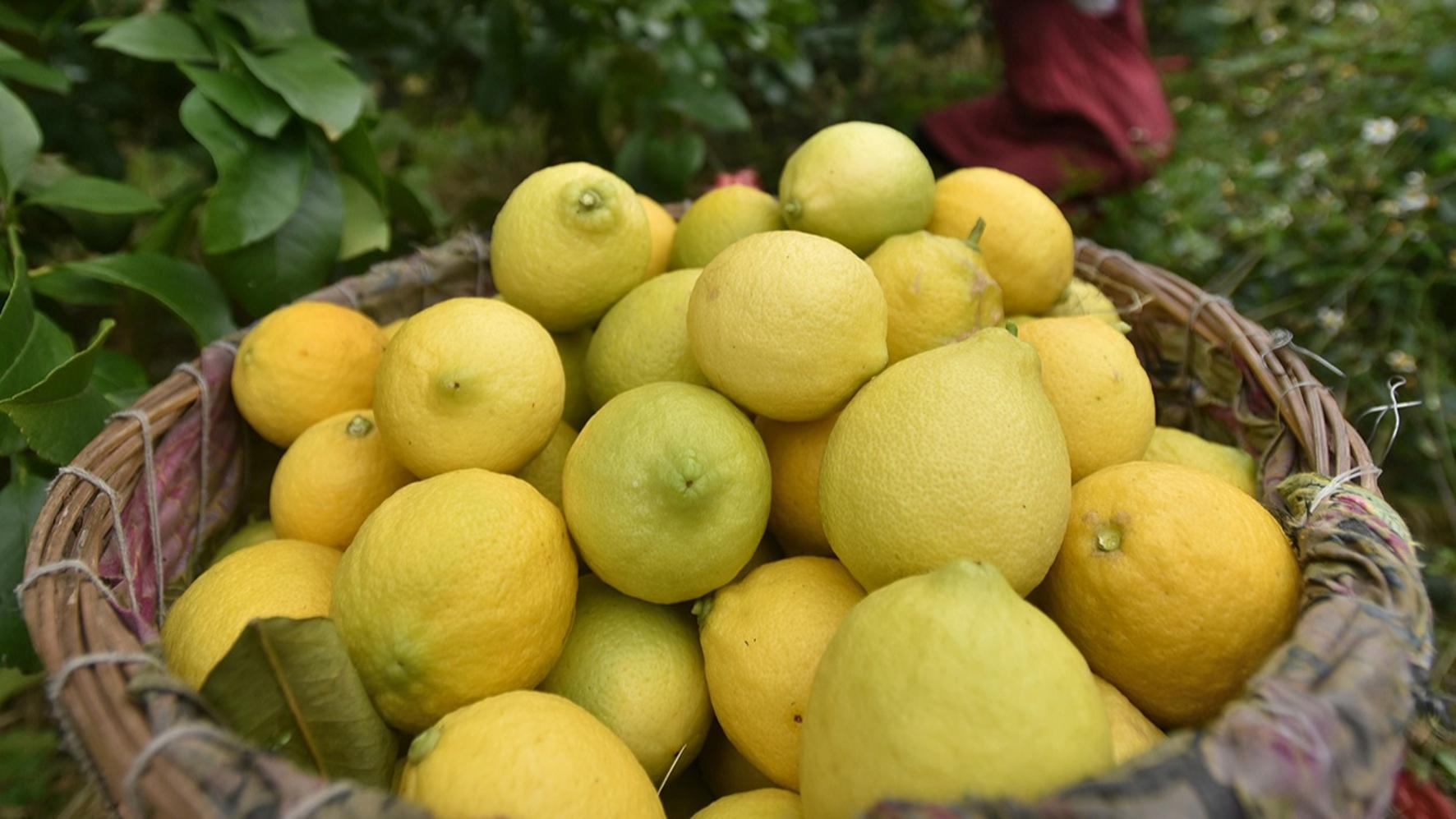 انبوهی از لیموهای آبدارا