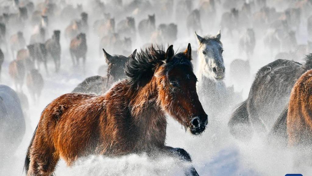یک دسته اسب در میدان برفی