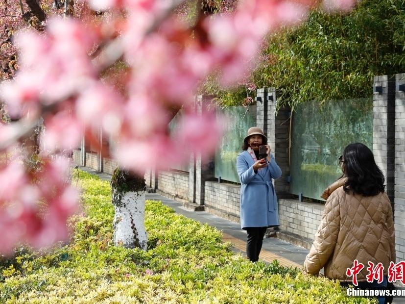 Musim Sakura Warnai Kunming