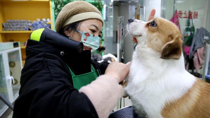 رونق صنعت حیوانات خانگی در آستانه سال نوی چینیا