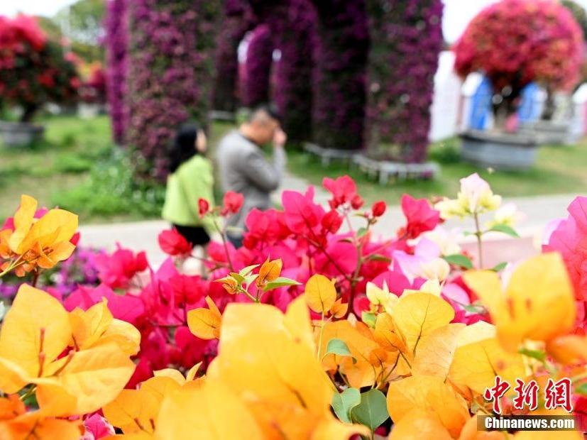 Bunga Kertas Bermekaran di Zhangzhou