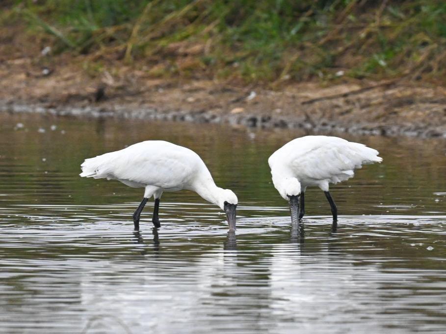 Spesies dan Bilangan Burung Air Musim Sejuk di Hainan Rekodkan Tahap Tertinggi