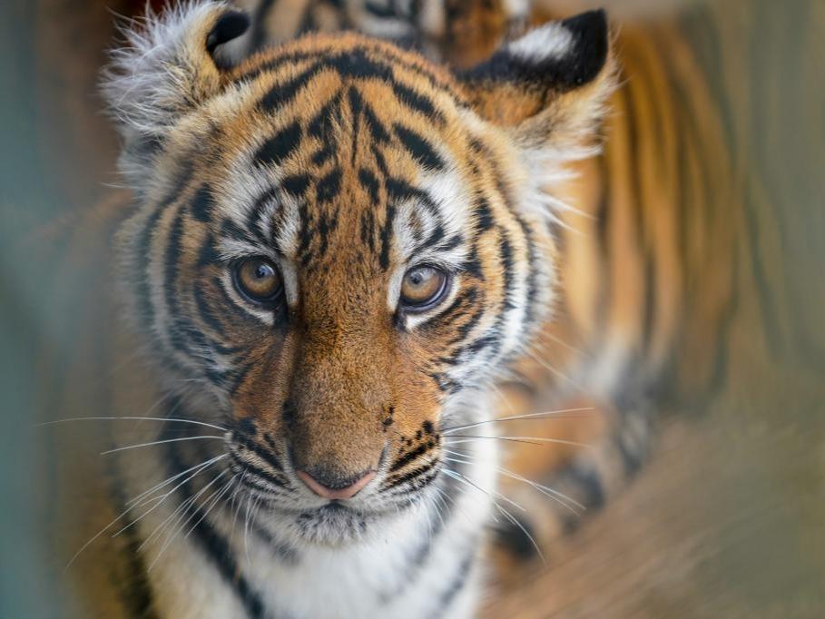 Kunjungi Anak Harimau Comel Sempena Sambutan TBC