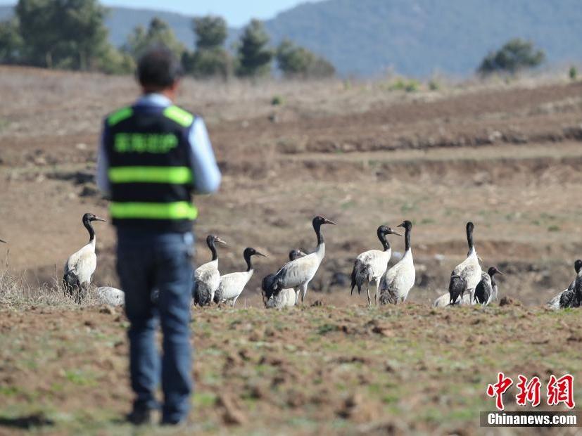 Penjaga Burung di Guizhou