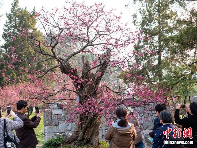 Pokok Plum Berusia 600 Tahun Berbunga