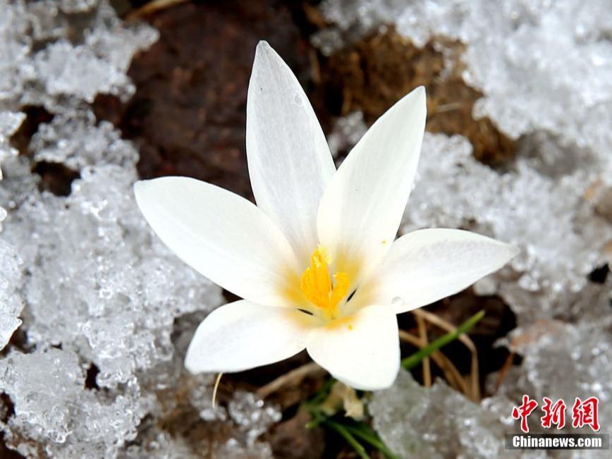 春の暖かさに誘われ花々が開花　美しき中国の大地