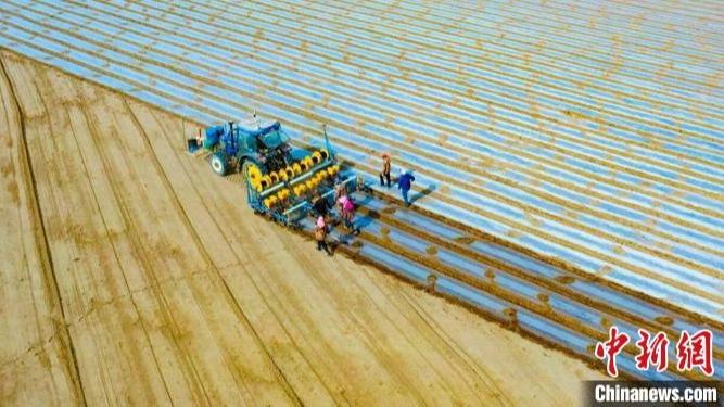 نرخ 93 درصدی مکانیزه شدن کاشت بهاره پنبه در شین جیانگ