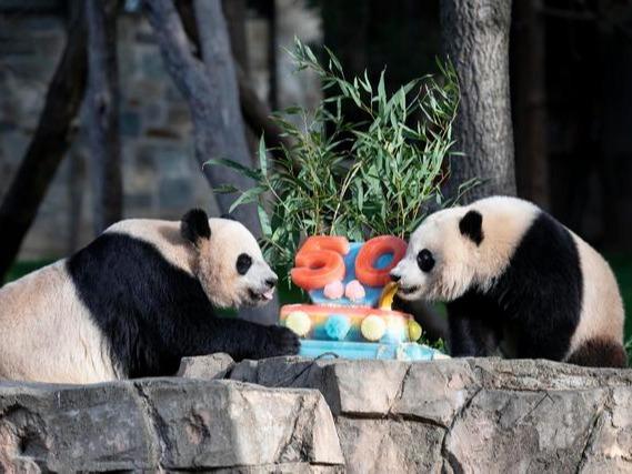 米スミソニアン国立動物園がパンダ交流50周年記念イベント