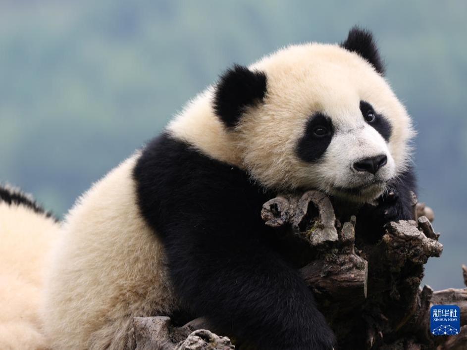 Gelagat Comel Panda Bermain-main