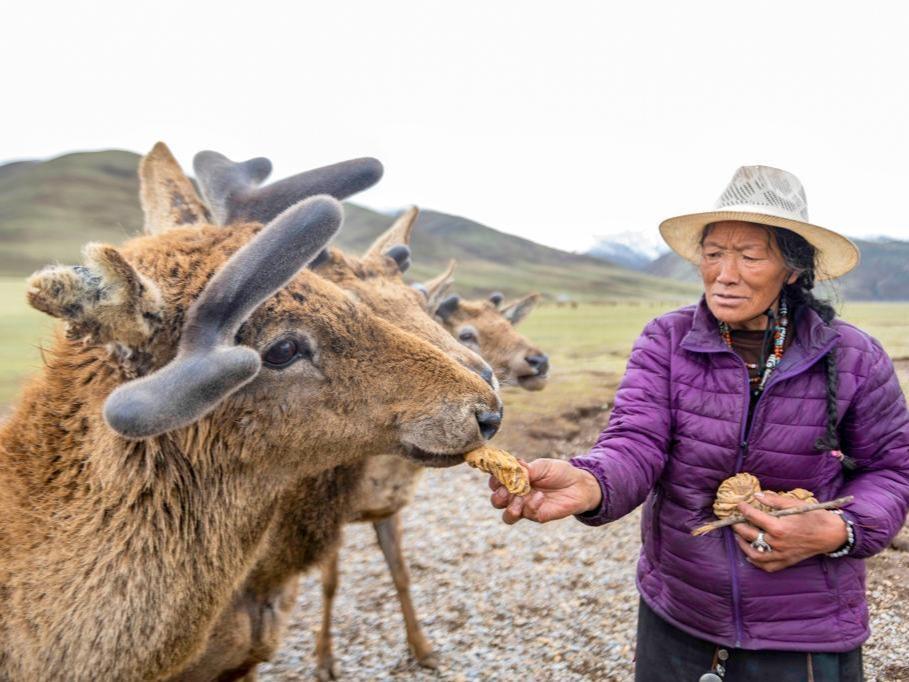 Kelab Cervus Canadensis di Tibet