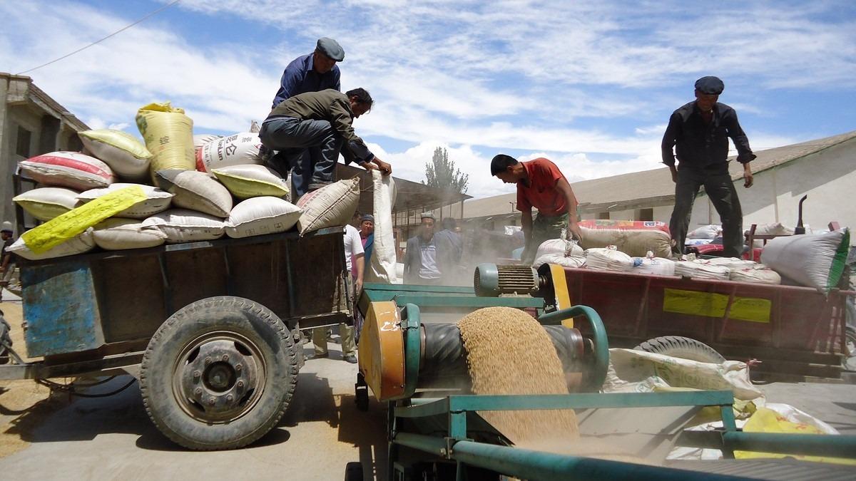 خوشحالی کشاورزان شین جیانگ از برداشت و فروش غلات + تصاویر