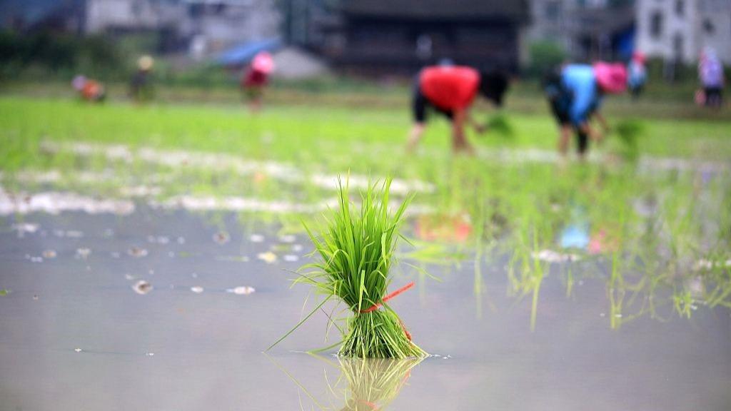 زمان مناسب برای کاشت برنجا