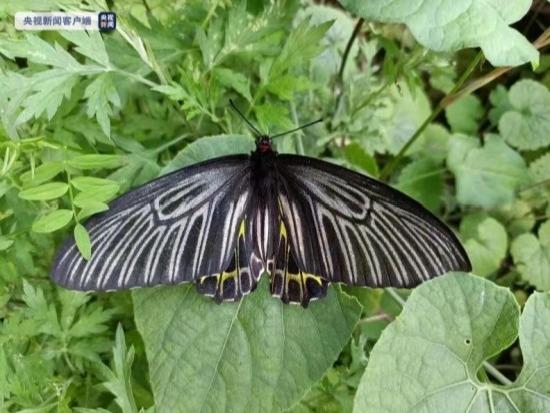 「世界で最も華麗な蝶」キシタアゲハが神農架林区で確認