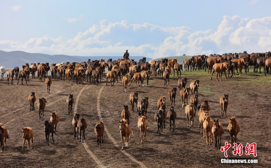 Padang Rumput untuk Penternakan Kuda di Zhangye