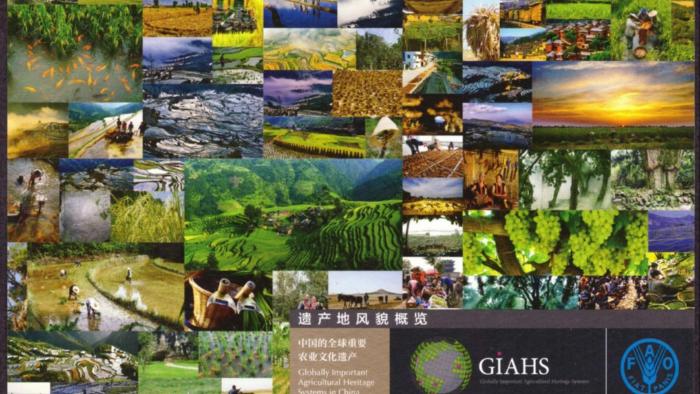 چین پیشتاز حفاظت از میراث فرهنگی کشاورزی در جهانا