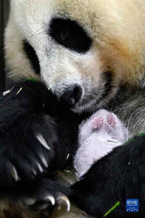Anak Panda Gergasi Pelihara Paling Berat di Dunia