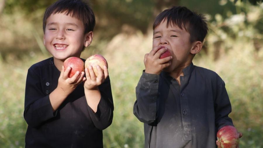 فصل برداشت سیب در سمنگان افغانستان
