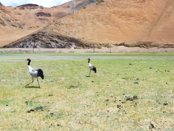 Daerah Ali, Syurga Haiwan Liar di Tibet