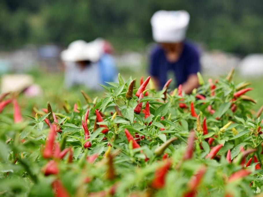 Menuai Cili di Guizhou