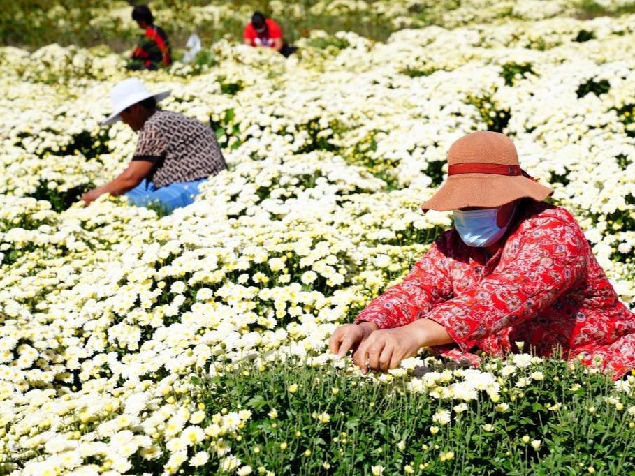 Pertanian Bercirikan Tempatan di Shandong