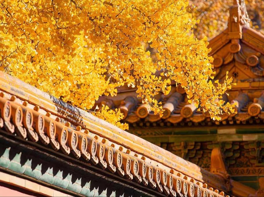 Pemandangan Musim Gugur Beijing yang Mempesona