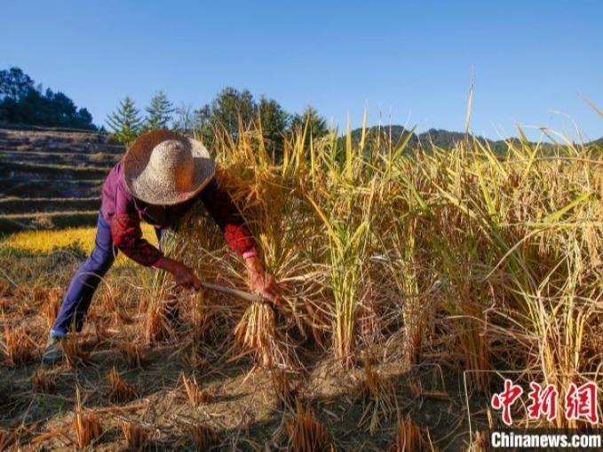 秋の稲刈りに忙しい安徽省黄山の棚田