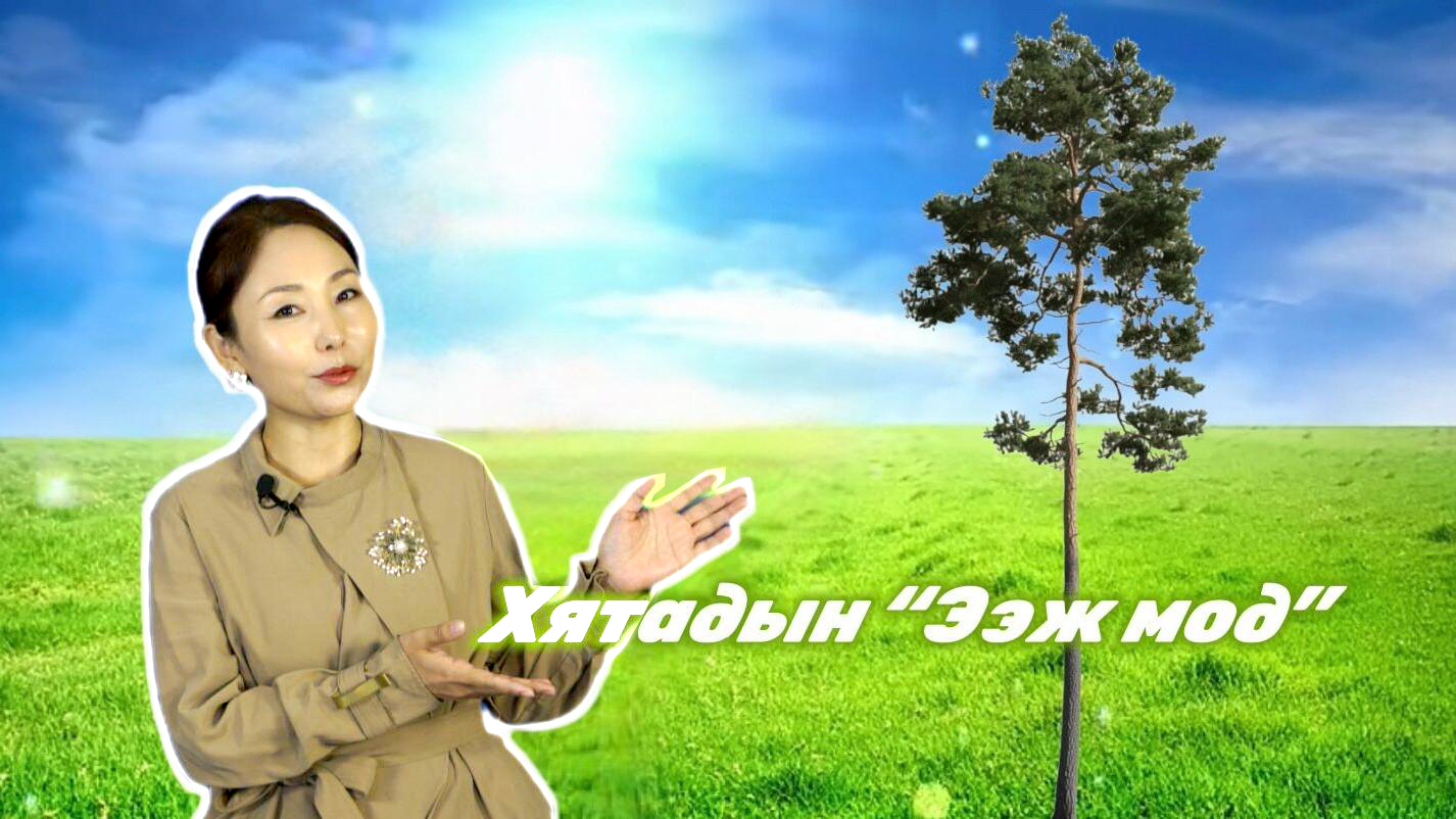 Хятадын “Ээж мод”