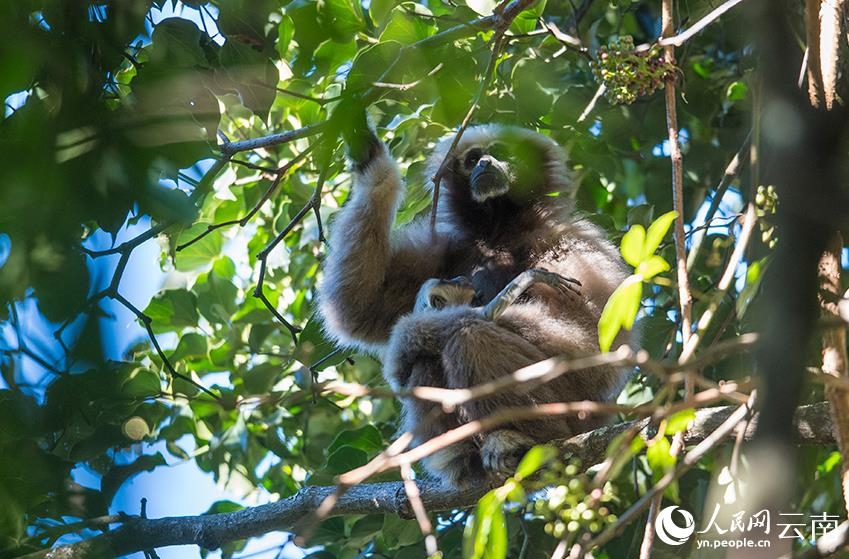 10月24日は「国際テナガザルの日」　天行長臂猿の個体数はパンダの10分の1