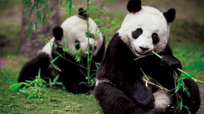 کمک‌های قابل توجه چین به حفظ تنوع زیستی