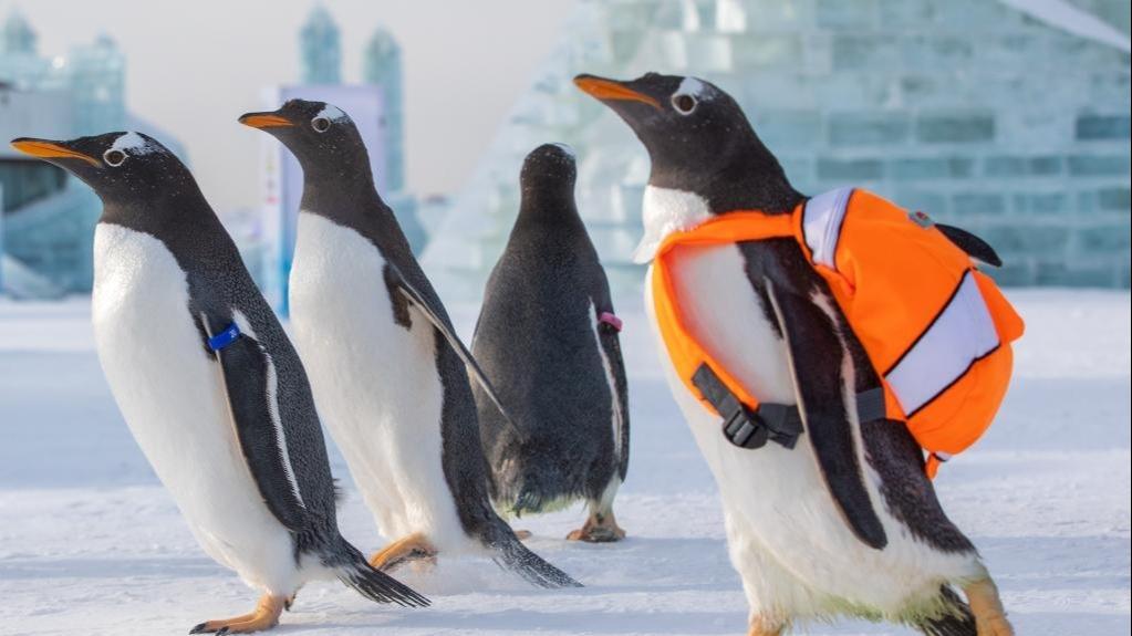 بازدید پنگوئن ها