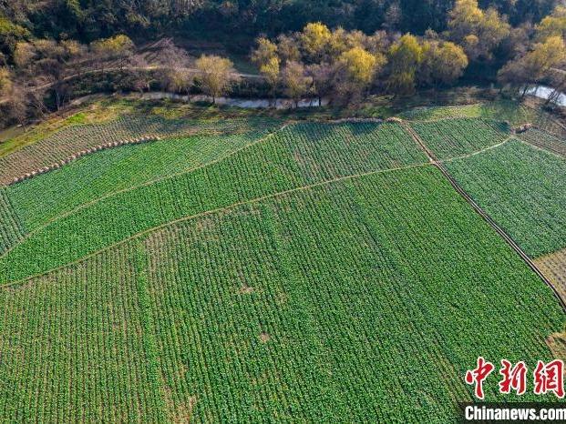 Qianxi Saji Pemandangan Pastoral Kala Musim Sejuk