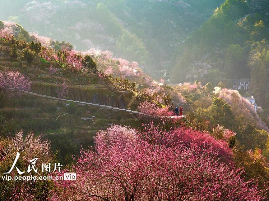 観光客を魅了するふくよかな梅の香り　安徽省歙県