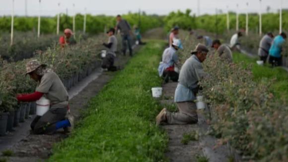 اندیشکده بروکینگز: استعمار گسترده‌‌ای از کارگران مهاجر در آمریکا صورت می‌گیردا