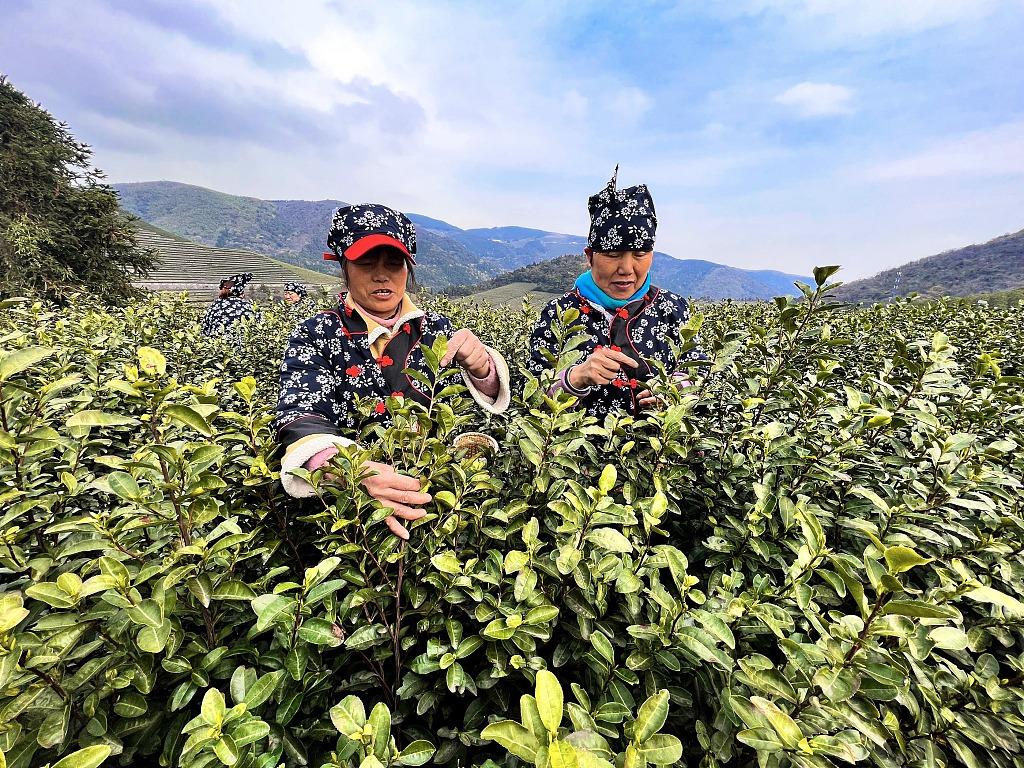 Tibanya Musim Petik Daun Teh