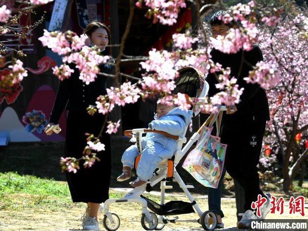 Bunga Sakura Hiasi Bandar Fuzhou